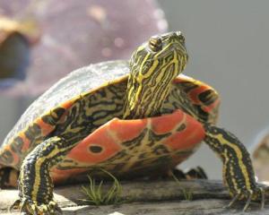 Picasso the Painted Turtle